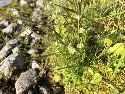 Parnassia kotzebuei, photographed by Jason Grant