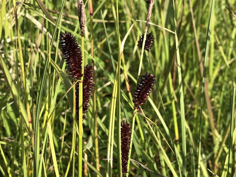 Carex membranacea, photographed by Jason Grant