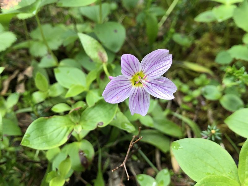 Claytonia sarmentosa, photographed by Jason Grant