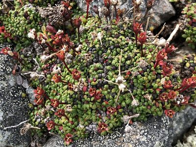 Diapensia obovata, photographed by Jason Grant