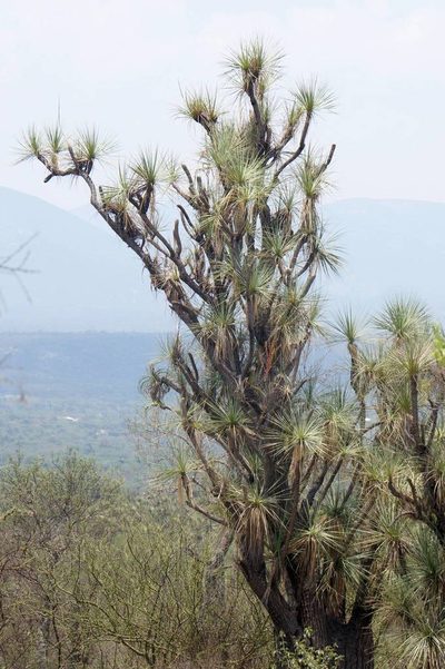 Beaucarnea gracilis, photographed by Juan Carlos Pérez Magaña
