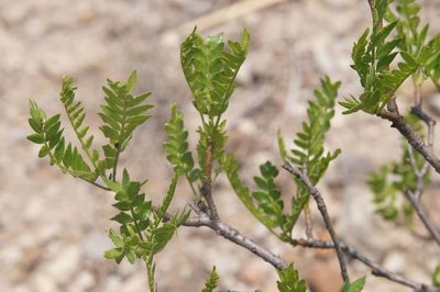 Pseudosmodingium andrieuxii, photographed by Juan Carlos Pérez Magaña