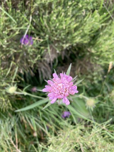 Knautia transalpina, photographed by Riccardo Riva