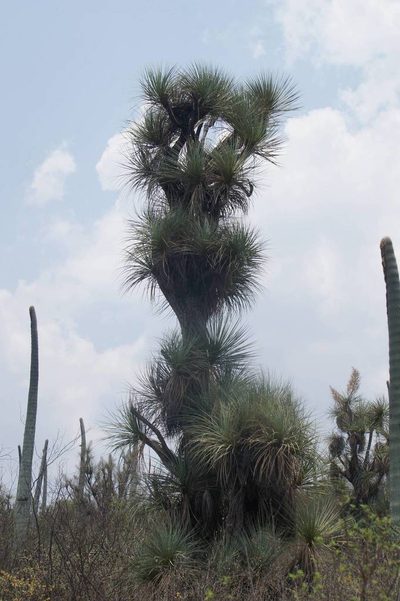 Beaucarnea gracilis, photographed by Juan Carlos Pérez Magaña