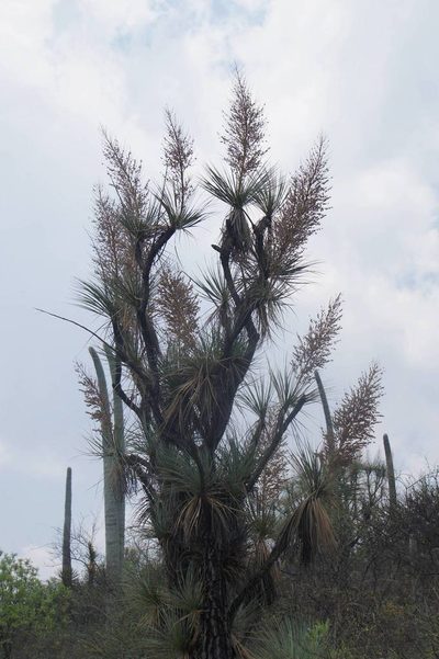 Beaucarnea gracilis, photographed by Juan Carlos Pérez Magaña
