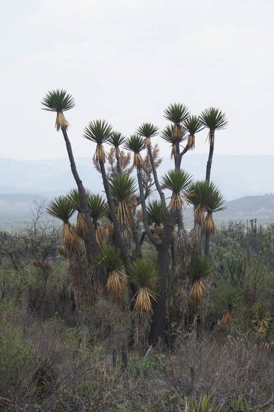 Yucca periculosa, photographed by Juan Carlos Pérez Magaña