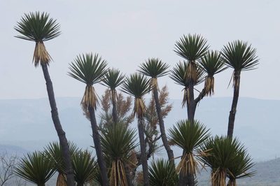Yucca periculosa, photographed by Juan Carlos Pérez Magaña