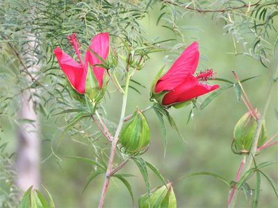 Hibiscus coccineus, photographed by Annika Lindqvist