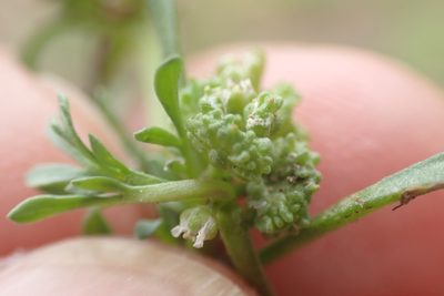 Lepidium coronopus, photographed by Robert H. Wardell