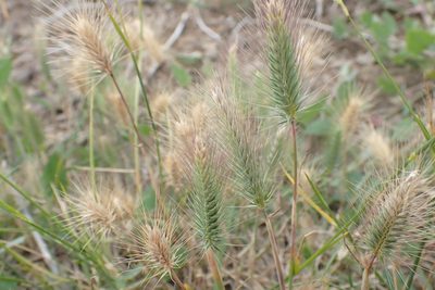 Hordeum marinum, photographed by Robert H. Wardell