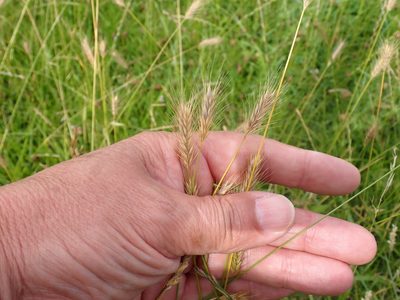 Hordeum secalinum, photographed by Robert H. Wardell
