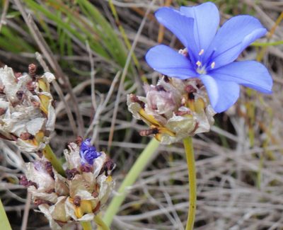 Aristea oligocephala, photographed by Nicola van Berkel