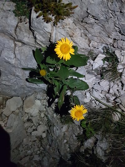 Buphthalmum speciosissimum, photographed by Yuri M