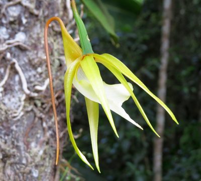Angraecum viguieri, photographed by Micha Baum