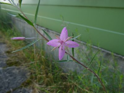 Epilobium dodonaei, photographed by Gabriel Mayrhofer
