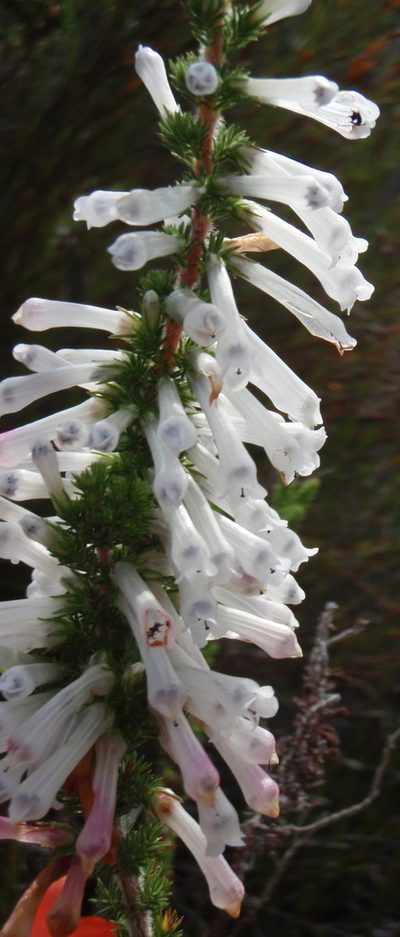 Erica colorans, photographed by Nicola van Berkel