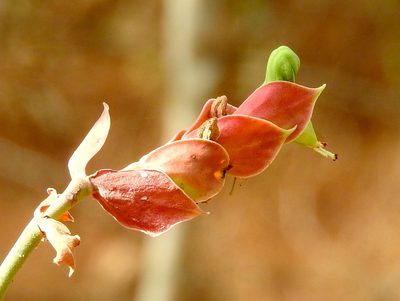 Euphorbia bracteata, photographed by Francisco Farriols Sarabia