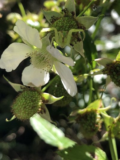 Rubus probus, photographed by elawrey