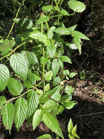 Rubus probus, photographed by elawrey