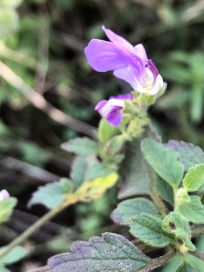 Anisomeles moschata, photographed by elawrey