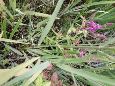 Lemna minuta, photographed by John Haddon