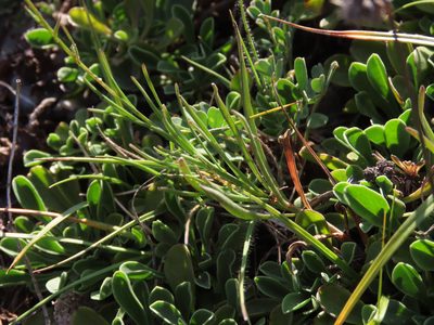 Campanula pseudostenocodon, photographed by Emanuele Santarelli