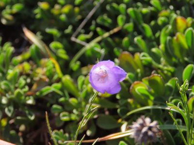 Campanula pseudostenocodon, photographed by Emanuele Santarelli