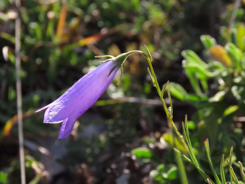 Campanula pseudostenocodon, photographed by Emanuele Santarelli