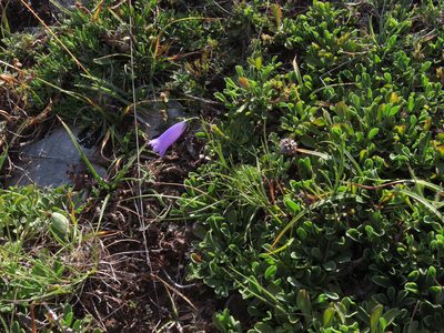 Campanula pseudostenocodon, photographed by Emanuele Santarelli