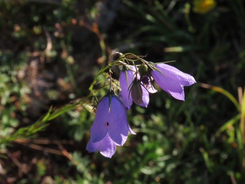 Campanula micrantha, photographed by Emanuele Santarelli