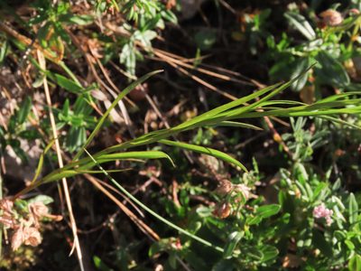Campanula micrantha, photographed by Emanuele Santarelli