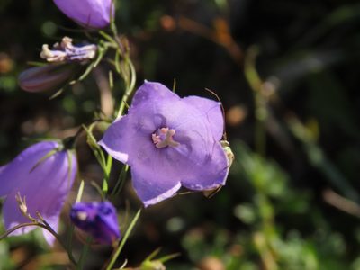 Campanula micrantha, photographed by Emanuele Santarelli