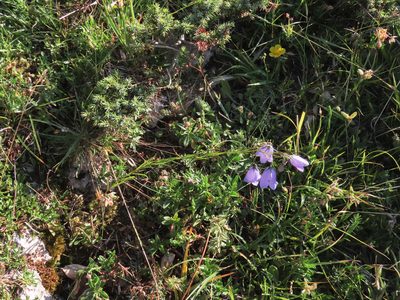 Campanula micrantha, photographed by Emanuele Santarelli