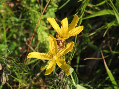 Hypericum richeri, photographed by Emanuele Santarelli