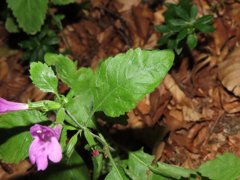 Clinopodium grandiflorum, photographed by Emanuele Santarelli