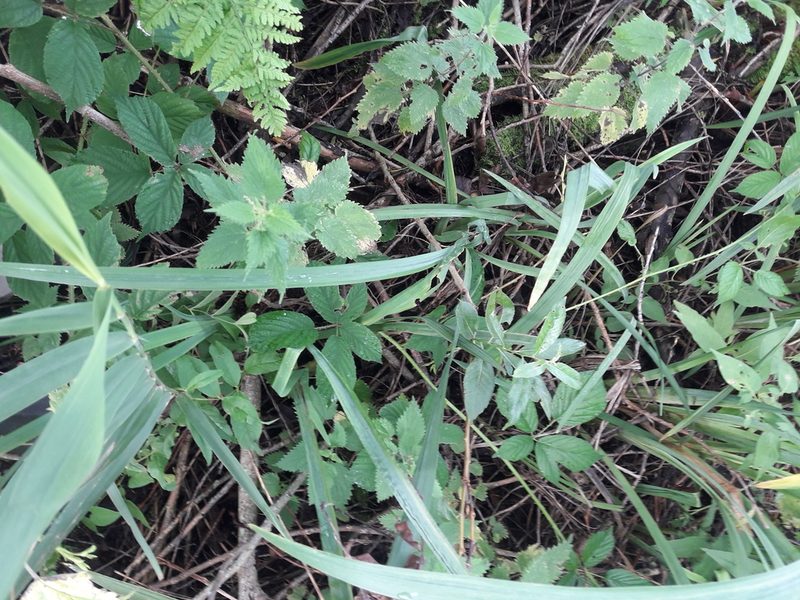 Rubus hylocharis, photographed by John Haddon