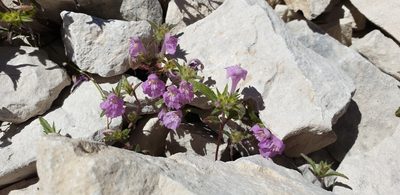 Galeopsis angustifolia, photographed by Peder Klith Bøcher