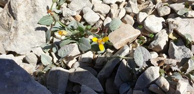 Crepis pygmaea, photographed by Peder Klith Bøcher