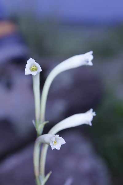 Agave neonelsonii, photographed by Arturo Castro Castro