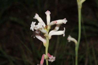 Agave platyphylla, photographed by Arturo Castro Castro