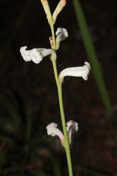 Agave platyphylla, photographed by Arturo Castro Castro