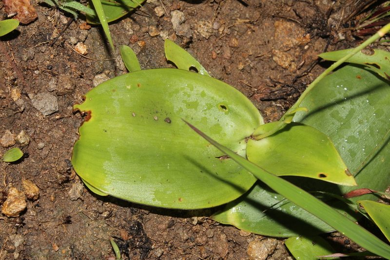 Agave platyphylla, photographed by Arturo Castro Castro