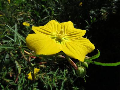 Ludwigia bonariensis, photographed by Joaquin Valentinuzzi