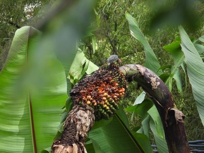 Ensete ventricosum, photographed by Grete Pasch