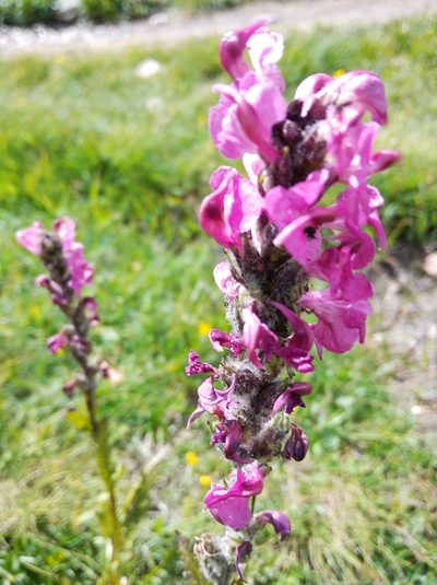 Pedicularis rostratospicata, photographed by Ben Costamagna