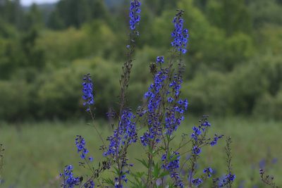 Delphinium elatum, photographed by Нурхайдарова Татьяна