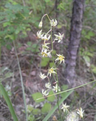 Anticlea sibirica, photographed by Юлия