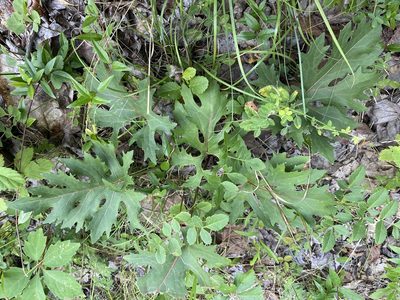 Silphium compositum, photographed by Alan Weakley