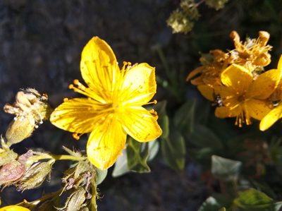 Hypericum richeri, photographed by Ben Costamagna
