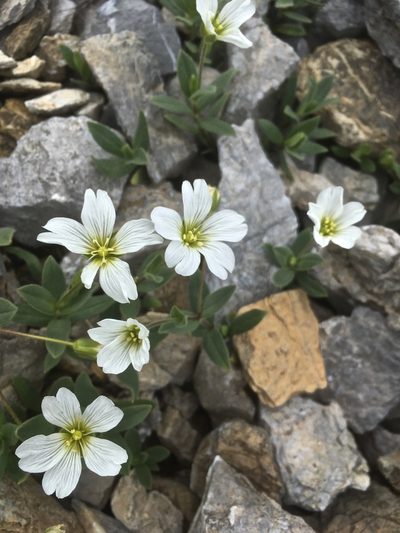 Cerastium latifolium, photographed by Karsten Rohweder